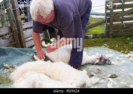 Hand clipping and machine sheering cross breed sheep for textile industry including for Harris tweed on remote part of The Uists . Crofting . Stock Photo