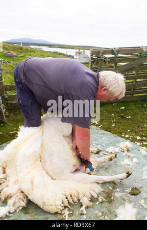 Hand clipping and machine sheering cross breed sheep for textile industry including for Harris tweed on remote part of The Uists . Crofting . Stock Photo