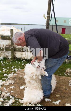 Hand clipping and machine sheering cross breed sheep for textile industry including for Harris tweed on remote part of The Uists . Crofting . Stock Photo