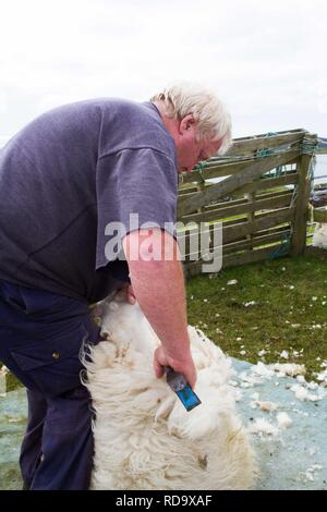 Hand clipping and machine sheering cross breed sheep for textile industry including for Harris tweed on remote part of The Uists . Crofting . Stock Photo