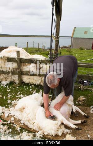 Hand clipping and machine sheering cross breed sheep for textile industry including for Harris tweed on remote part of The Uists . Crofting . Stock Photo