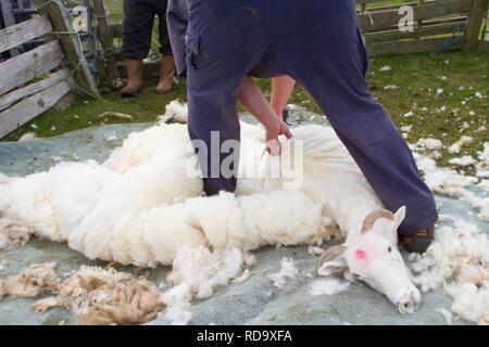 Hand clipping and machine sheering cross breed sheep for textile industry including for Harris tweed on remote part of The Uists . Crofting . Stock Photo