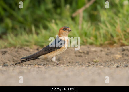 Lesser Striated Swallow / Cecropis daurica Stock Photo
