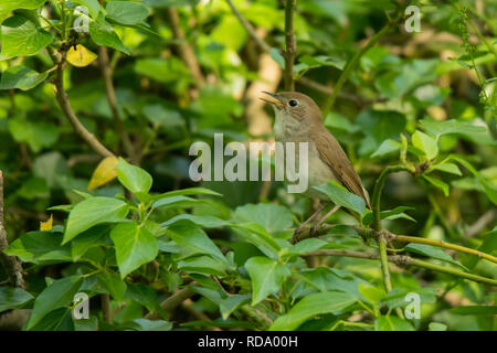 Common Nightingale / Luscinia megarhynchos Stock Photo
