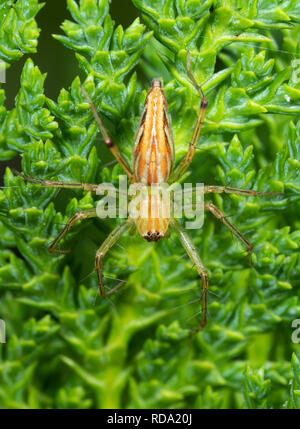 Macro Photography of Jumping Spider on Leaves of Chinese Arborvitae Tree Stock Photo