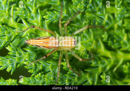 Macro Photography of Jumping Spider on Leaves of Chinese Arborvitae Tree Stock Photo