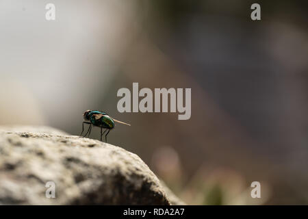Common green bottle fly close up, macro Lucilia sericata fly, sitting on a stone Stock Photo