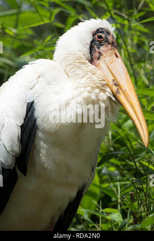 Portrait of a milky stork (Mycteria cinerea) Stock Photo