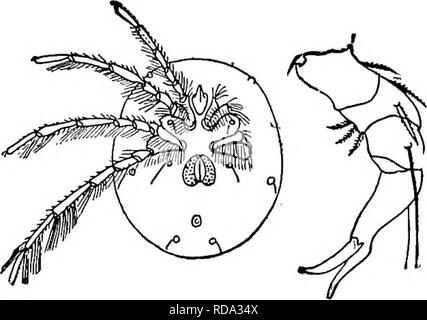 . Fresh-water biology. Freshwater biology. THE WATER-MITES (HYDRACARINA) 86l to (ii) Lateral eyes of each side separate and not enclosed in a capsule. Subfamily Diplodontinae. One genus only. Diplodontus Duges 1834.. A large, brownish-red mite with body broad, soft, and surface papil- lated; capitulum forming a snout; palpi very small; legs slender, with long swimming-hairs. One cosmo- politan species, generally distributed in this country and abundant. About 2 mm. long. Fig. 1325. Diplodontus despkiens (M-iii- ler). Ventral surface, male. X 15. Outer side, palpus. X103. (Modified from Piersig Stock Photo