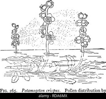 . Fresh-water biology. Freshwater biology. THE LARGER AQUATIC VEGETATION 189 from the flower-stalk to serve as floaters. As there are land species of Utricularia which also have bladders, it seems quite probable that the aquatic forms have been derived from the land species. Some authors have suggested that, being without roots and re- quiring more nitrogenous food than can be obtained from sub- stances in solution in the water, these bladders have been developed to secure animal food. It is just as probable that the aquatic forms are merely using structures that were characteristic of their a Stock Photo