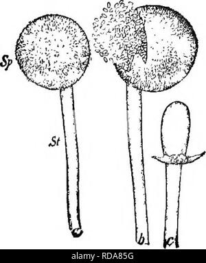 . Beginners' botany. Botany. STUDIES IN CRYPTOGAMS 189. Fig. 274. — MucoR. , sporangium; 3, sporangium bursting; c', columella. delicate stalk, the sporangiophore. The stalk is separated from the sporangium by a wall which is formed at the base of the spo- rangium. This wall, however, does not extend straight across the thread, but it arches up into the sporangium like an inverted pear. It is known as the col- umella, c. When the sporangium is placed in water, the wall immediately dissolves and allows hundreds of spores, which were formed in the cavity within the sporangium, to escape, b. All  Stock Photo
