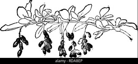 . Beginners' botany. Botany. Fig. 213.— Raceme of Currant. Terminal or lateral ?. Fig. 214. — Lateral Racemes (in fruit) of Barberry. Fig. 215.— Spike of Plantain.. Please note that these images are extracted from scanned page images that may have been digitally enhanced for readability - coloration and appearance of these illustrations may not perfectly resemble the original work.. Bailey, L. H. (Liberty Hyde), 1858-1954. New York, The Macmillan company Stock Photo