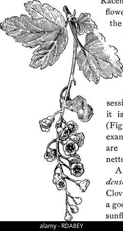 . Beginners' botany. Botany. FLOWER-CLUSTERS 157 upwards (Fig. 213). The raceme may be terminal to the main branch; or it may be lateral to it, as in Fig. 214. Racemes often bear the flowers on one side of the stem, thus form- V ing a single row. &gt;^ When a cen- tripetal flower- cluster is long and dense and the flowers are sessile or nearly so, it is called a spike (Fig. 215). Common examples of spikes are plantain, migno- nette, mullein. A very short and dense spike is a head. Clover (Fig. 216) is a good example. The sunflower and related plants bear many small flowers in a very dense and  Stock Photo