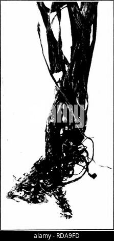 . Injurious insects : how to recognize and control them . Insect pests; Insect pests. WEBfyOHMS IXJVBiyG THE BOOTS 113 The worms feed in a silk tube more or less covered with par- ticles of dirt. They vary in color from yellowish to brown, are three fourths to one inch long when full grown, and their bodies have numerous low tubercles. They hatch from eggs laid by small, active moths which have the habit of resting on grass stems with their wings folded around their bodies. The natural breed- ing place is grassland. There are two generations annually, the moths of the second brood appearing in Stock Photo