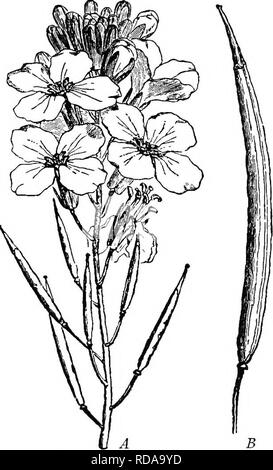 . A text-book of botany for secondary schools. Botany. Fig. 280.—Apocarpous flower of a buttercup, showing the head of distinct carpels —.Vfter Baillon. they may be more numerous and may become even in- definitely numerous, as in the water-lily. Other well-. A B &quot;C Fig. 281.—Flowers and pods of the Mustard Family: A, cluster of flowers and young pods: B, ripe pod: C, opening pod showing seeds attached to the false partition.—After Warming.. Please note that these images are extracted from scanned page images that may have been digitally enhanced for readability - coloration and appearance Stock Photo