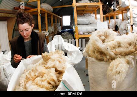 Sorting and grading wool for process of spinning for commercial use in Woollen Mill using local skilled labour developed from Uists and Europe .Wool sourced from same machir where Little Terns nest each summer .Biodiversity and sustainable agricultural product from Machir. Stock Photo