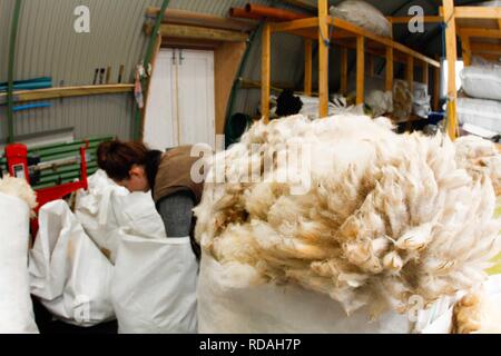 Sorting and grading wool for process of spinning for commercial use in Woollen Mill using local skilled labour developed from Uists and Europe .Wool sourced from same machir where Little Terns nest each summer .Biodiversity and sustainable agricultural product from Machir. Stock Photo