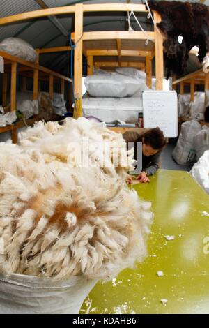 Sorting and grading wool for process of spinning for commercial use in Woollen Mill using local skilled labour developed from Uists and Europe .Wool sourced from same machir where Little Terns nest each summer .Biodiversity and sustainable agricultural product from Machir. Stock Photo