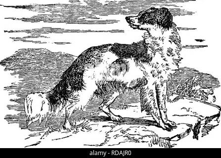 . Illustrated natural history : comprising descriptions of animals, birds, fishes, reptiles, insects, etc., with sketches of their peculiar habits and characteristics . Zoology. 68 VERTEBRATES. pleasing, when the dog is not excited; but, when he is following the robber, his ferocity becomes truly alaTming. The Setter is evidently the large spaniel improved to his peculiar size and beauty, and taught another way of marking his game, viz., by setting or crouching. If the form of the dog were Dot sufficiently satisfactory on this point, we might have recourse. Hie Setter. to history for informati Stock Photo