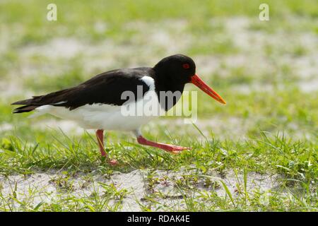 Oystercatcher ( Haematopus ostralegus) walking over Balck Oats growing in strips on cultivated Machir Stock Photo