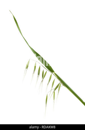 Green wild oats isolated on white background Stock Photo