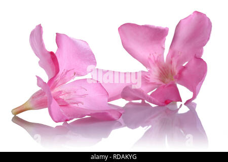 Pink oleander flowers isolated on white background Stock Photo
