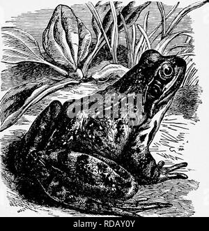 . The popular natural history . Zoology. THE COMMON FROG. 443 water. The food of the adult Frog is wholly of an animal character, and consists of slugs, possibly worms, and insects of nearly every Icind, the wire- worm being a favourite article of diet. A little colony of Frogs is most useful in a garden, as they will do more to keep down the various insect vermin that injure the garden than can be achieved by the constant labour of a human being. The chief interest of the Frog lies in the curious changes which it under- goes before it attains its perfect condition. Every- one is familiar with Stock Photo