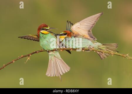 Two european bee-eaters, merops apisater, fighting on a perch. Stock Photo