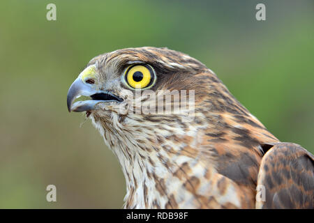 Eurasian sparrowhawk, northern sparrowhawk or simply the sparrowhawk, Sperber, Épervier d'Europe, Accipiter nisus, karvaly Stock Photo
