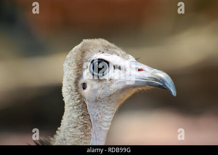 hooded vulture, Kappengeier, Vautour charognard, csuklyás keselyű, Necrosyrtes monachus Stock Photo