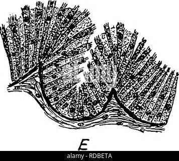 . The anatomy of the domestic fowl . Domestic animals; Veterinary medicine; Poultry. THE TJRO-GENITAL SYSTEM iSS. layers of the oviduct, which layers later develop the muscular structure and the connective tissue. The epithelium and its derivatives, which represent the glandular structures, are formed from the walls of the old Miillerian duct. Thus the two sets of tissues, having different origins, likewise have different functions. The epithelium is concerned entirely with secretion, and the deriva- tives of the mesenchyme are con- cerned with supporting and muscu- lar fimction. To summarize, Stock Photo