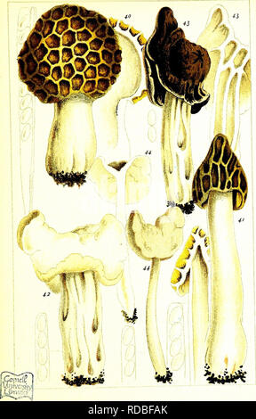 . British edible fungi: how to distinguish and how to cook them. With coloured figures of upwards to forty species. Mushrooms, Edible. . Please note that these images are extracted from scanned page images that may have been digitally enhanced for readability - coloration and appearance of these illustrations may not perfectly resemble the original work.. Cooke, M. C. (Mordecai Cubitt), b. 1825; Tonge, Olive. ins; Herndon/Vehling Collection. fmo. London, Kegan Paul, Trench, Tru?bner &amp; Co. Ltd. Stock Photo