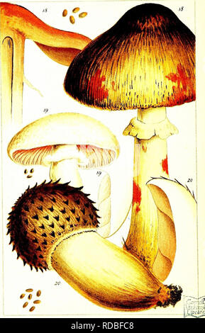 . British edible fungi: how to distinguish and how to cook them. With coloured figures of upwards to forty species. Mushrooms, Edible. . Please note that these images are extracted from scanned page images that may have been digitally enhanced for readability - coloration and appearance of these illustrations may not perfectly resemble the original work.. Cooke, M. C. (Mordecai Cubitt), b. 1825; Tonge, Olive. ins; Herndon/Vehling Collection. fmo. London, Kegan Paul, Trench, Tru?bner &amp; Co. Ltd. Stock Photo