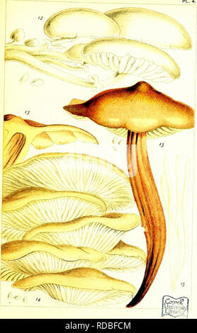 . British edible fungi: how to distinguish and how to cook them. With coloured figures of upwards to forty species. Mushrooms, Edible. . Please note that these images are extracted from scanned page images that may have been digitally enhanced for readability - coloration and appearance of these illustrations may not perfectly resemble the original work.. Cooke, M. C. (Mordecai Cubitt), b. 1825; Tonge, Olive. ins; Herndon/Vehling Collection. fmo. London, Kegan Paul, Trench, Tru?bner &amp; Co. Ltd. Stock Photo