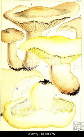 . British edible fungi: how to distinguish and how to cook them. With coloured figures of upwards to forty species. Mushrooms, Edible. PL. 3.. Please note that these images are extracted from scanned page images that may have been digitally enhanced for readability - coloration and appearance of these illustrations may not perfectly resemble the original work.. Cooke, M. C. (Mordecai Cubitt), b. 1825; Tonge, Olive. ins; Herndon/Vehling Collection. fmo. London, Kegan Paul, Trench, Tru?bner &amp; Co. Ltd. Stock Photo