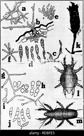 . Diseases of greenhouse crops and their control . Vegetables; Plant diseases; Plant diseases. Fig. 48. Carnation Diseases. a. Mycelium of Alternaria dianthi showing branching and septation, b. mycelium below stroma and hyphes emerging through the stroma, c. caten- ulate spores as borne upon hypheXj d. spores, e, an old cluster of conidio- phores, /. a young cluster of comdiophores (after Stevens and Hall), g. hyphex of Sporotrichum poae with immature spores on short tapering branches, h. typical spores of S. poae, «. germinating spore, /. Fusarium like spores of S poae, k. carnation blossom r Stock Photo