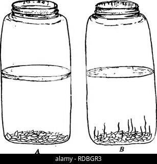 . Soils and plant life as related to agriculture . Agriculture; Soils; Plants. SEED GERMINATION 65 full of fresh water. Fill another with water which has been boiled for several minutes to drive out the oxygen. As soon as the boiled water has reached about the same temperature as the other, drop a few seeds of rough rice — i.e., rice as it comes from the fields, having the hulls still on it ^ into each jar. Pour a few drops of machine or other oil on the surface of the boiled water, to prevent any oxygen from entering the water in this jar. Set the two jars aside in a warm place for a week tr- Stock Photo