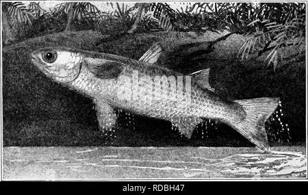 Immigrant family using castnet to catch food fish mullet in Florida Stock  Photo - Alamy