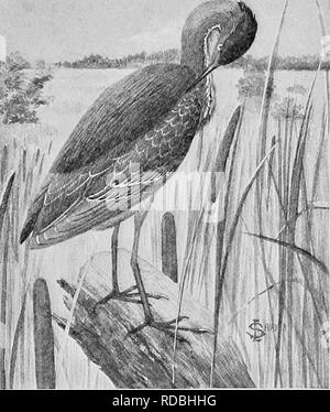 Quawk Three black-crowned night herons flying in Hortobagy national park in ...