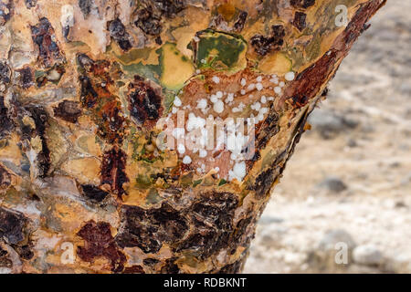 Sap on the trunk of a frankincense tree near Salalah in the southern Dhofar governorate in Oman Stock Photo