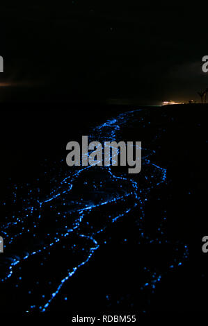 maldivian islands scintillans noctiluca bioluminescent algae alamy