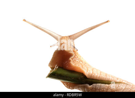 Snail crawling on bamboo stalk. Isolated on white background. Stock Photo
