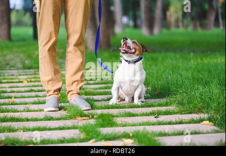 Female dog sitter walking and training dog on leash Stock Photo