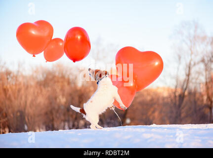 Dog playing with a lot of air balloons at nice February day as Valentine's day holiday concept Stock Photo