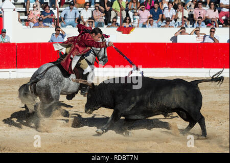 Bullfight in Alcochete. Horseman stabbing banderilla on a bull, Bulls are not killed during the bullfight, Alcochete, Setubal Province, Portugal Stock Photo