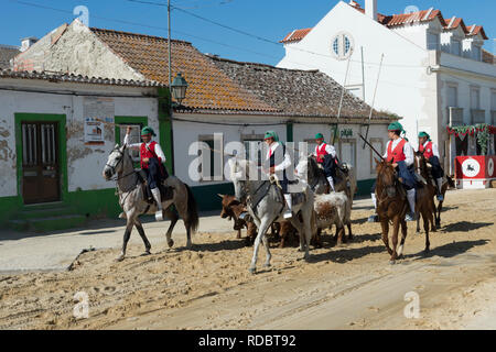 Parade of Horsemen and bulls in the streets during the Festas do Barrete Verde e das Salinas, Alcochete, Setubal Province, Portugal Stock Photo