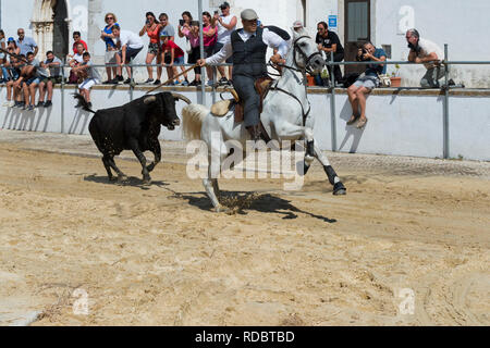Wild bulls running and leaded by Horsemen in the streets, Festas do Barrete Verde e das Salinas, Alcochete, Setubal Province, Portugal Stock Photo