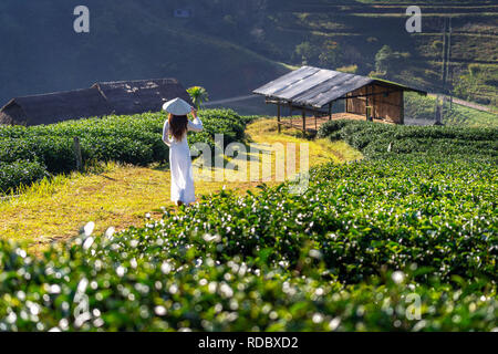 Asian woman wearing Vietnam culture traditional in green tea field. Stock Photo