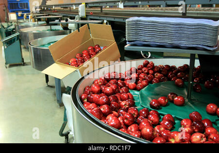 Red Apples in Packing tub in a fruit packaging warehouse with trays and a box on hand Stock Photo