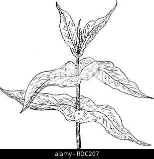 Botany For Agricultural Students Botany Fig 217 A Portion Of A Corn Plant Showing Two Leaves